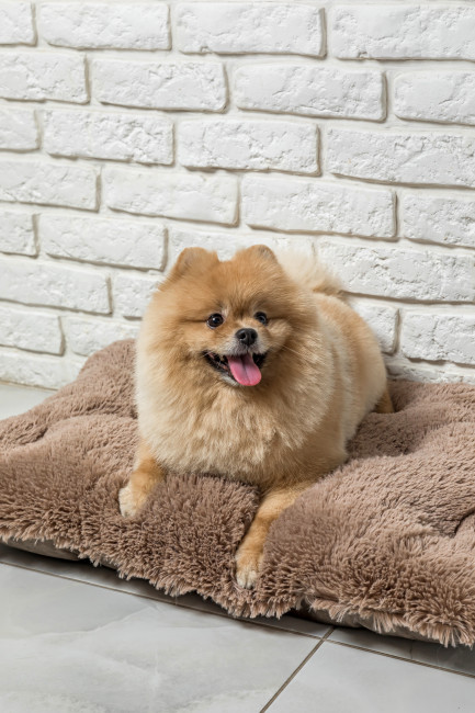 Товары для животных